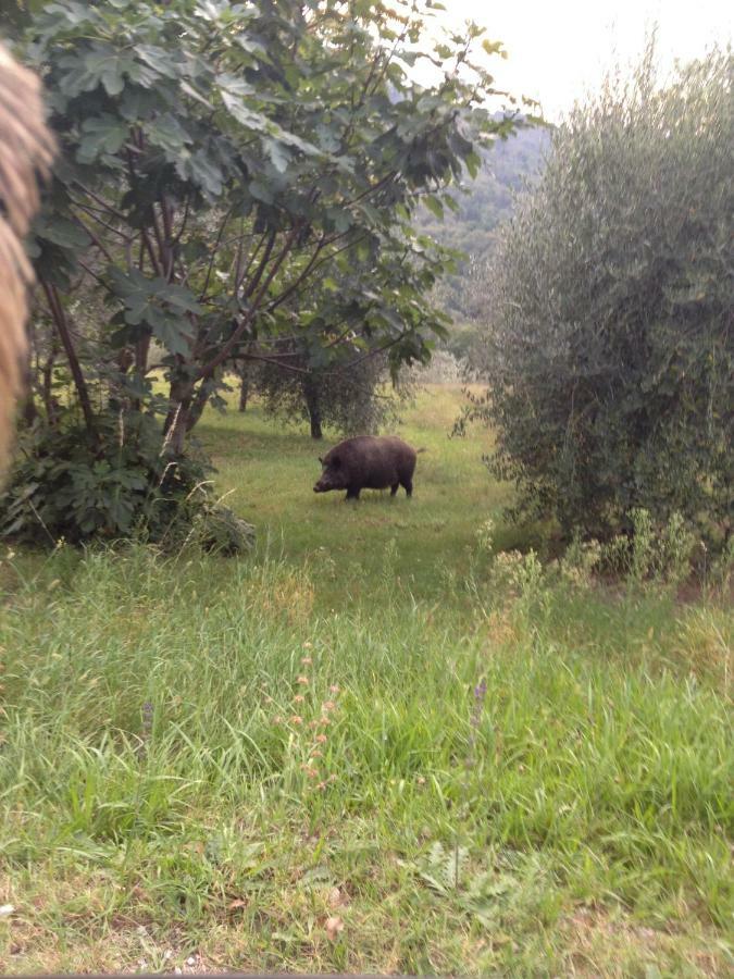 Il Ghiro Hotel Montevarchi Eksteriør billede